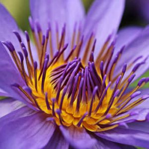 holistic harmony voilet flame treatment service 350